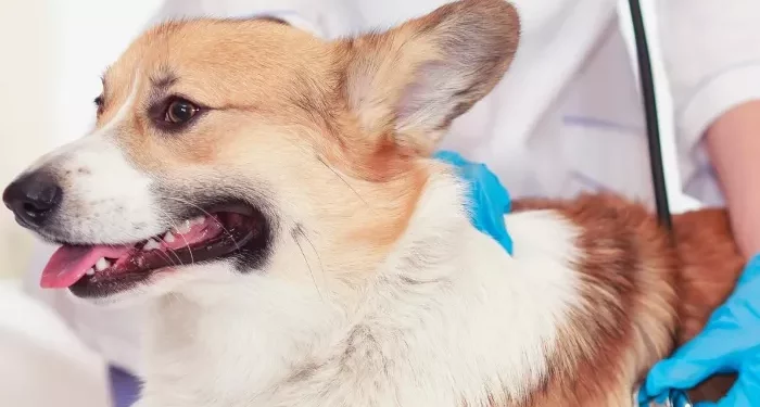 Understanding Pet Obesity and Its Health Risks